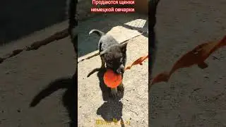 Puppy shepherd dog. Щенок немецкой овчарки. 
