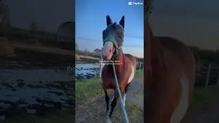 Q&A in the comments! Ask me horsey questions 😝 #horsey #equestrian #equestrian #horseriding #preppy