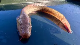 Неизвестная мне рыба, обнаруженная на одной из веток Амударьи