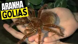 Aranha Golias - A Maior Aranha do Mundo!