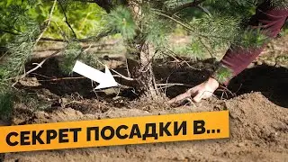 ПРАВИЛЬНАЯ ПОСАДКА ДЕРЕВЬЕВ - как обеспечить 100% ПРИЖИВАЕМОСТЬ