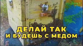 Когда и кому ставить магазины с вощиной , чтобы не потерять в медосборе.