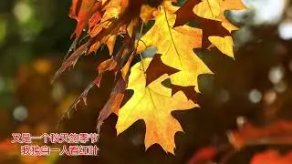 《那片红叶》伴奏