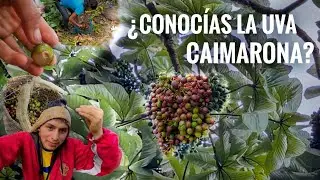 Cómo se cosecha la Uva de monte 🍇 #amazonia