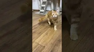 Шикарный котик мейн-кун Остин🔥