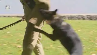 Protection Dog Training | The Beacon Dog Academy
