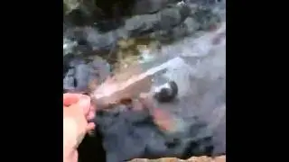 Koi vissen