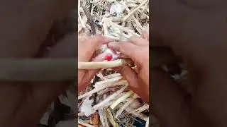 Garlic Cutting #satisfying #agriculture #shot