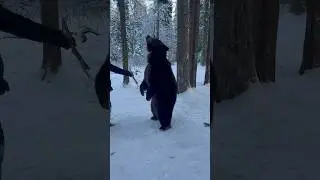 The bear caught the ball