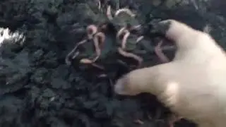 Перебираю калифорнийских червей и биогумуса! I touch of Californian worms, vermicompost!