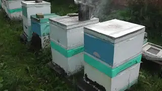 одновременное закармливание и снятие медовых надставок