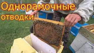Делаем ОДНОРАМОЧНЫЕ ОТВОДКИ! Заселение ШЕСТИРАМОЧНИКОВ