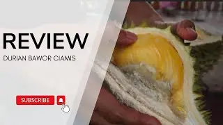 REVIEW BAWOR CIAMIS