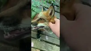 Лиса пришла гладиться #лиса #животные #fox #лисаальма