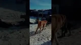 алабай