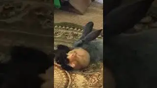 Котята и кролик.
