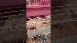 #rats_eat_cabbage