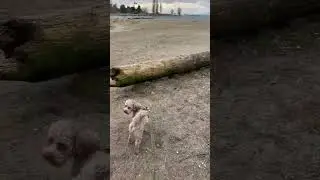 #motivation #jasperaussiedoodle