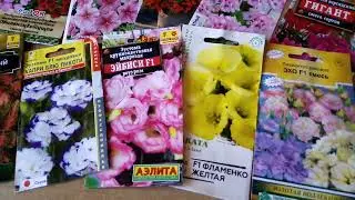 Обзор однолетников, которые уже посеяла и буду сеять в феврале-марте