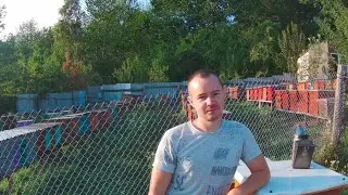 Чи варто пускати в зиму слабенькі сім'ї. 🍯