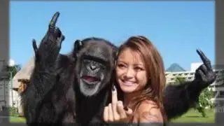 Angry baby chimp - Funny