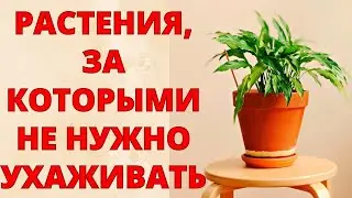 САМЫЕ НЕПРИХОТЛИВЫЕ КОМНАТНЫЕ РАСТЕНИЯ! Посадил и забыл! Цветы, за которыми не нужно ухаживать!