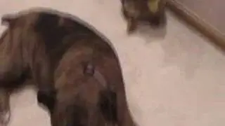 Boxer and Bengals Playtime