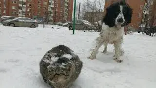 Кошка и собака. Спаниель русский.