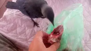 Галчонок по имени Мичка