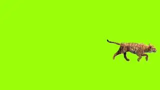 Fast running tiger green screen। cartoon green screen।  animation green screen। Tiger green screen