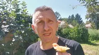 Если дерево не хочет плодоносить его нужно напугать