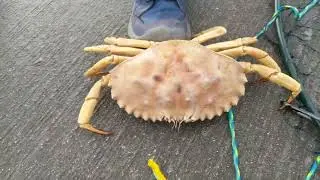Best Day of Crab Fishing and Crabbing at Newport Beach, California