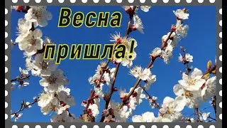 Зацвели помидоры и отцвел абрикос - апрель в нашем саду в Гостагаевской