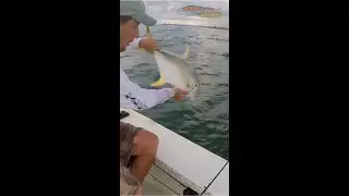 How to properly release a Jack Crevalle