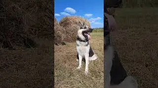 Деревенский парень Иртыш ❤️ #вео #dogshorts