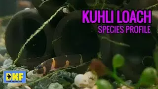 Kuhli Loach species profile.