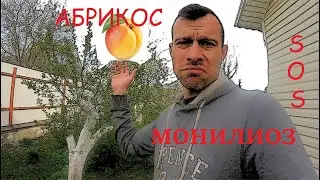 Монилиоз абрикоса. Что делать?