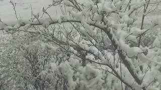 синичка кормушка