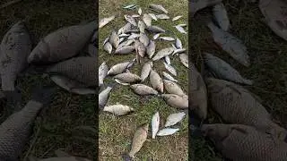 Рыбалка удалась! #shorts