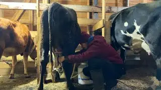 Что со всем этим делать дальше? Что сказал ветеринар? Наша ферма! Жизнь простых людей в деревне!