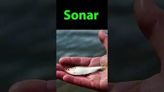 Garmin Striker 4 Baitfish on Sonar...What's it look like?  #fishing