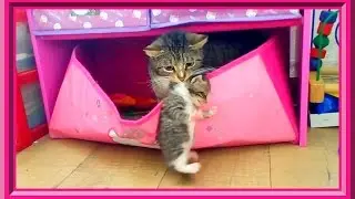 🐱Новый домик для котят. Кошка перетаскивает котят в ящик для игрушек:)