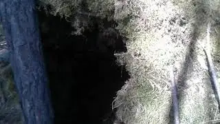 Шалаш из палок и мха