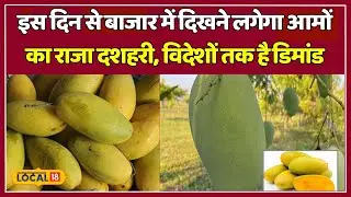 Dasheri Mangoes: इंतजार हुआ खत्म इस दिन से आमों के राजा की बाजार में होगी एंट्री | 