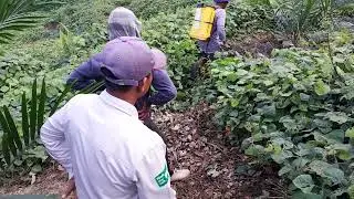 Simulasi Chemist terasan tb O