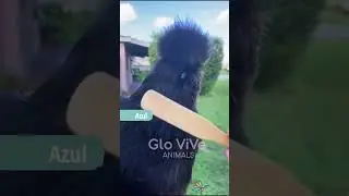 🟢 La Gallina sedosa