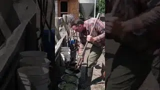 Feeding Duck Weed To The Pigs #SHORTS