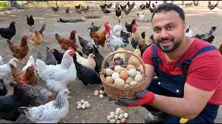 Farm Life: Methods to Increase Egg Production - Russian Chickens, Silkies, and Egg Collecting!
