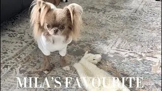 A fairytale🧚‍♀️story about love, a broken heart and the miracle of reunion✨😊 #missmilachihuahua💗