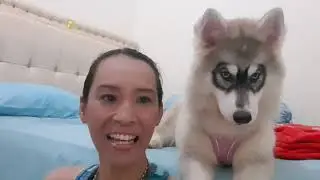 Husky Love 